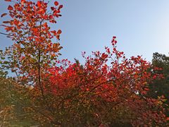-北京十三陵国家森林公园蟒山景区