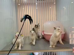 -Bastet sally猫舍购宠(静安店)