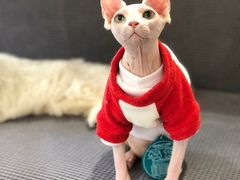 -小呆的宠物店·宠物售卖·宠物寄养(城西店)