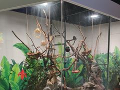 -上海大自然野生昆虫馆(东方明珠·爬宠昆虫探索中心)