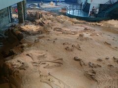 -自贡恐龙博物馆