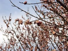 -蜀冈西峰生态公园