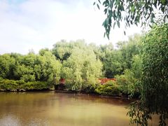 -大亚湾红树林城市湿地公园