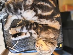 -平行世界·猫咖(首经贸店)