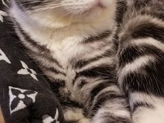 -猫小院猫主题咖啡厅(北锣店)