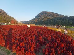-广州市石门国家森林公园