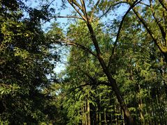 -上海共青森林公园