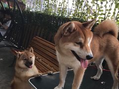 -柴犬高等学院·狗咖·柴犬售卖·宠物训练