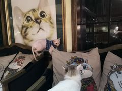 -more than meow吴止猫主题餐厅(承德 中船汇店)