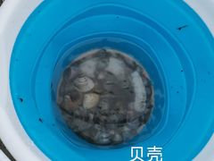 -红树林天天赶海