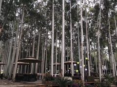 -桉树林A coffee 森林餐厅(三圣乡店)