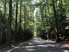 -东平国家森林公园