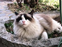 -喵屿·大理花园猫咖