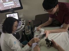 -美联众合动物医院·24h转诊中心