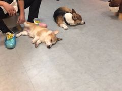 -汪说·狗咖(旺城大厦店)