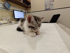 -萌兽医馆·犬猫专科·眼科中心·宠物医院(朝阳门分院)