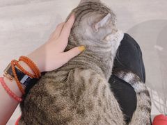 -猫儿山۰猫主题餐厅