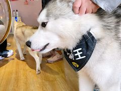 -Husky Go! 哈士奇体验馆·宠物咖啡厅狗咖