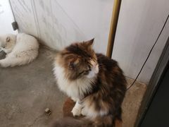 -more than meow吴止猫主题餐厅(承德 中船汇店)