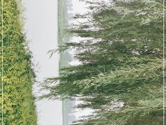 -白洋淀景区
