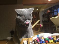 -猫咖时代(中山亭店)