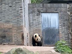 -都江堰中华大熊猫苑