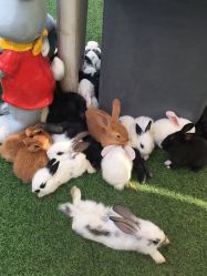 -萌宠亲子动物乐园(槐房万达店)