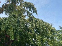 -南京市江宁方山