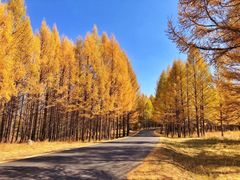 -塞罕坝国家级自然保护区