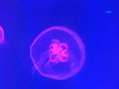 -芜湖新华联大白鲸海洋公园