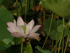 -莲花池公园