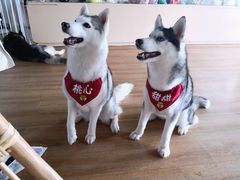 -Husky Go! 哈士奇体验馆·宠物咖啡厅狗咖