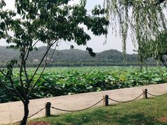 -西湖游船