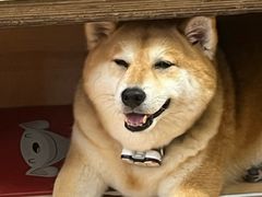-是阿柴呀！柴犬咖啡·爱喵喵猫咖