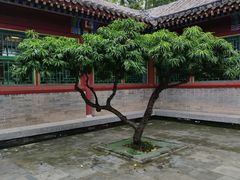 -荣国府