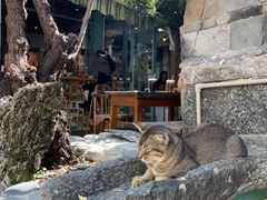 猫爪蛋糕-喵屿·大理花园猫咖