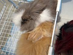 -怪兽屋·羊驼·猫咖·狗咖(俊华广场店)