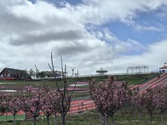 -莱阳濯村樱花园