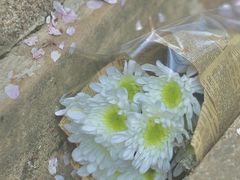 -武汉大学-樱园