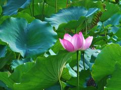 -莲池书院博物馆