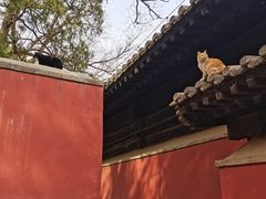 -大觉寺-停车场