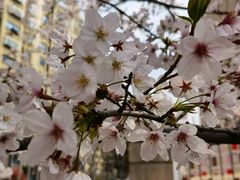 -高东镇樱花园