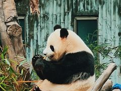 -广州动物园