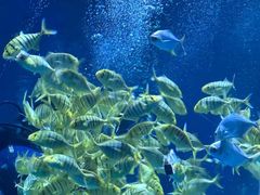 -北戴河圣蓝海洋公园