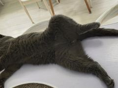 -喵的天空名猫咖啡馆·撸猫·猫舍·用品