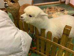 -藦茜花园宠物主题亲子互动体验馆(国顺东路店)