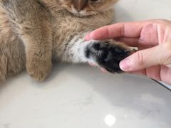 -飞行喵MR PILOT|猫舍·猫咖(静安大融城店)