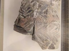 -辽宁古生物博物馆