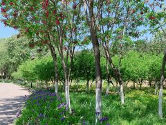 -永定河休闲森林公园