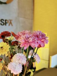-栖SPA·ONDA ·海菲秀·皑皑科技美肤中心